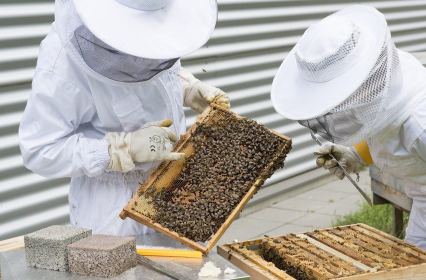  Συζήτηση για μετακίνηση μελισσοκόμων το καλοκαίρι, με πυροσβεστήρα στις κυψέλες